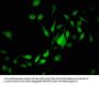 Acetyl-HIST1H3A (K9) Antibody
