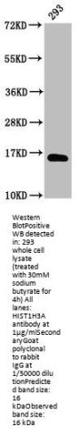 β-hydroxybutyryl-HIST1H3A (K9) Antibody