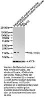 Butyrly-HIST1H3A (K9) Antibody