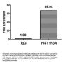 Butyrly-HIST1H3A (K9) Antibody