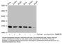 Crotonyl-HIST1H3A (K9) Antibody