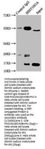 Crotonyl-HIST1H3A (K9) Antibody
