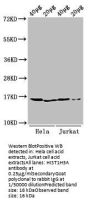 Mono-methyl-HIST1H3A (K9) Antibody