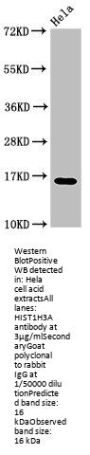 HIST1H3A (Ab-9) Antibody
