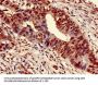 HIST1H3A (Ab-9) Antibody