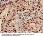 HIST1H3A (Ab-9) Antibody