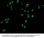 HIST1H3A (Ab-9) Antibody