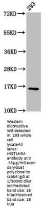 HIST1H3A (Ab-9) Antibody