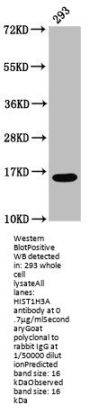 HIST1H3A (Ab-9) Antibody