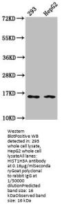 HIST1H3A (Ab-9) Antibody