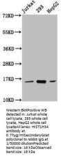 HIST1H3A (Ab-9) Antibody
