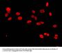 HIST1H3A (Ab-9) Antibody