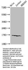 HIST1H3A (Ab-9) Antibody