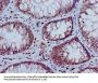HIST1H3A (Ab-9) Antibody