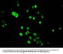 HIST1H3A (Ab-9) Antibody