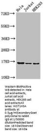 HIST1H3A (Ab-9) Antibody