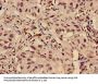 HIST1H3A (Ab-9) Antibody