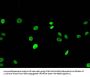 HIST1H3A (Ab-9) Antibody