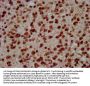 HIST1H3A (Ab-10) Antibody