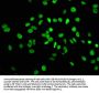 HIST1H3A (Ab-10) Antibody