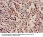 HIST1H3A (Ab-10) Antibody