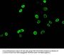HIST1H3A (Ab-10) Antibody