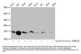 Acetyl-HIST1H3A (K115) Antibody