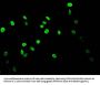 Acetyl-HIST1H3A (K14) Antibody