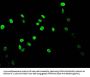Acetyl-HIST1H3A (K14) Antibody