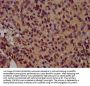 HIST1H3A (Ab-14) Antibody