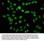 HIST1H3A (Ab-14) Antibody