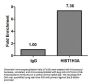 HIST1H3A (Ab-17) Antibody