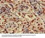 HIST1H3A (Ab-17) Antibody