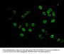 HIST1H3A (Ab-17) Antibody