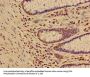 HIST1H3A (Ab-17) Antibody