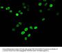 HIST1H3A (Ab-17) Antibody