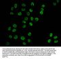 Butyrly-HIST1H3A (K18) Antibody