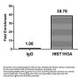 Crotonyl-HIST1H3A (K18) Antibody
