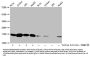 2-hydroxyisobutyryl-HIST1H3A (K18) Antibody