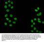 2-hydroxyisobutyryl-HIST1H3A (K18) Antibody