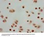 Acetyl-HIST1H3A (K23) Antibody