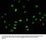 Acetyl-HIST1H3A (K23) Antibody