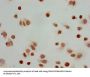 Acetyl-HIST1H3A (K23) Antibody