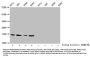 Butyrly-HIST1H3A (K23) Antibody