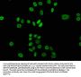 2-hydroxyisobutyryl-HIST1H3A (K23) Antibody