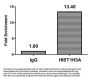 2-hydroxyisobutyryl-HIST1H3A (K23) Antibody