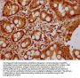 HIST1H3A (Ab-23) Antibody