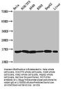 HIST1H3A (Ab-23) Antibody