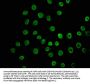 HIST1H3A (Ab-23) Antibody