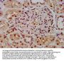 HIST1H3A (Ab-23) Antibody